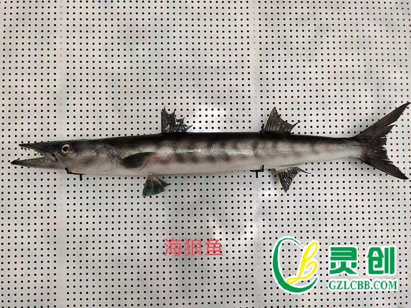 海狼魚(yú)標(biāo)本