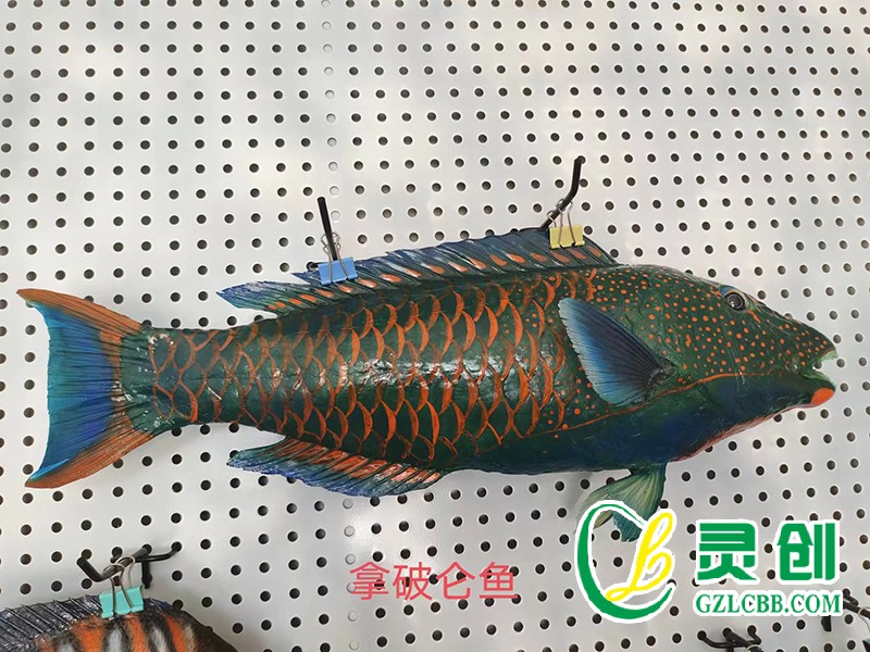 拿破侖魚(yú)標(biāo)本